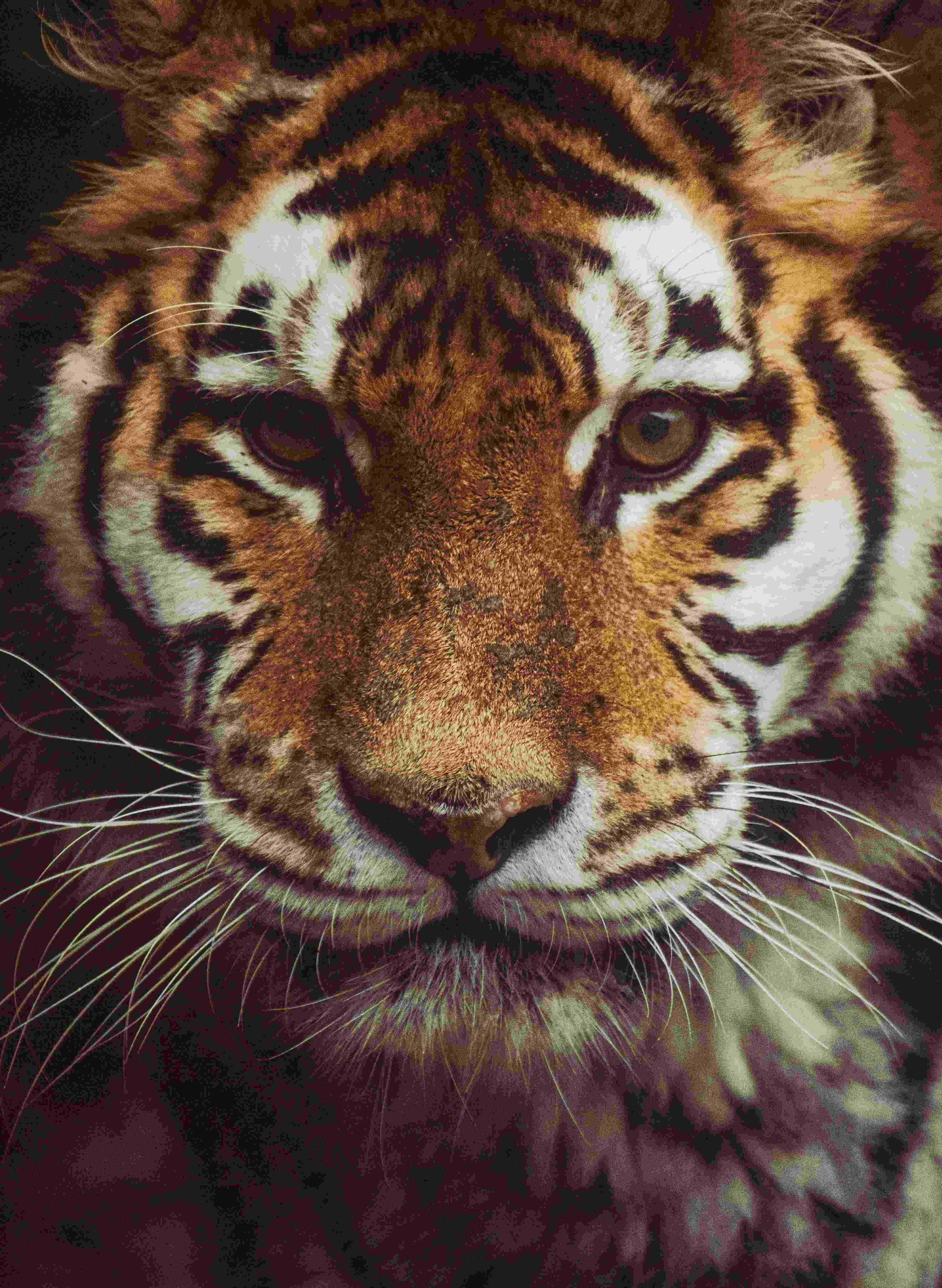 tiger image